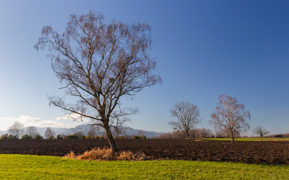 Lauteracherried im Jänner 42